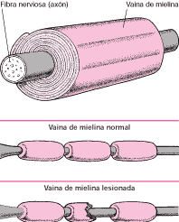 Mielinizacion del axon energy