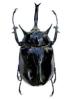 'Los escarabajos vuelan al atardecer; María Gripe'