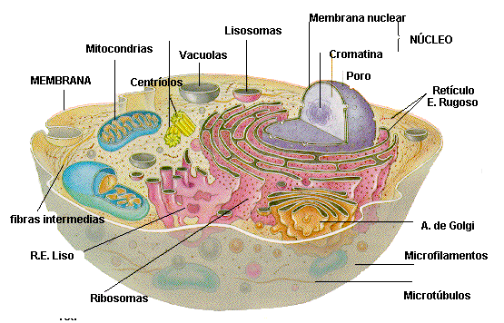 Célula eucariótica