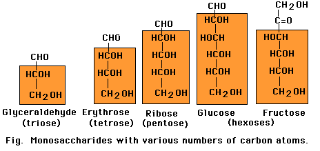 Carbohydrate