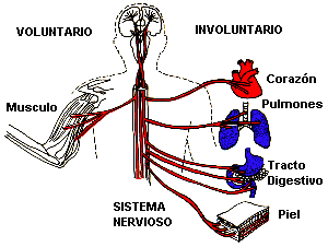 'Sistema nervioso'
