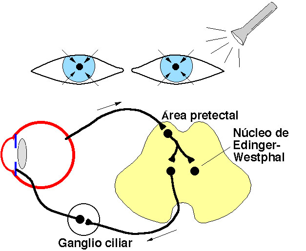 Anatomía ocular