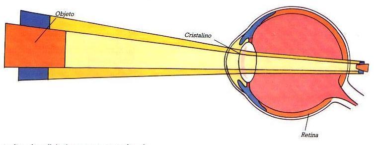 Anatomía ocular
