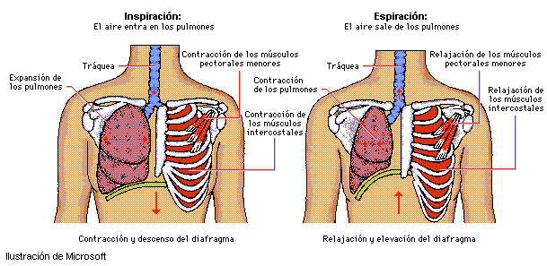 El sistema respiratorio humano