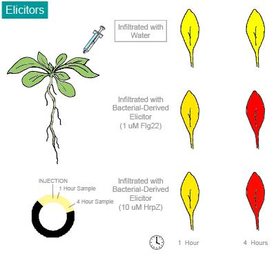 'Informe sobre el Gen AT5G54160 de Arabidopsis Thaliana'