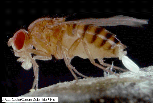 'Drosophila melanogaster'
