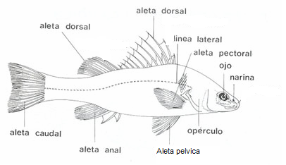 Encuentra aquí información de Partes de un pez para tu escuela ¡Entra ya! |  Rincón del Vago