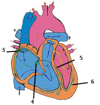 'Aparato cardio-vascular'