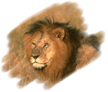 Etología del león