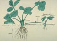 'Adaptaciones del vástago y la raíz de las plantas'