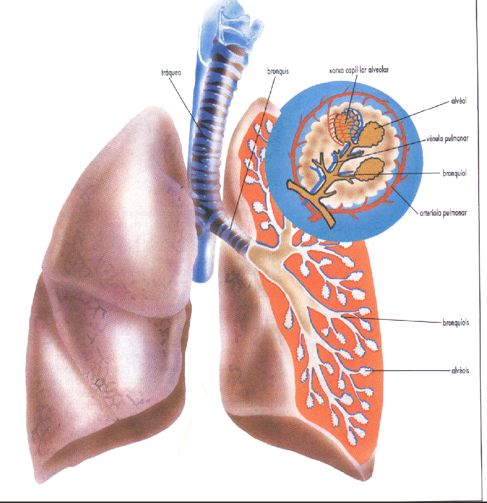 L'aparell respiratori # Aparato respiratorio