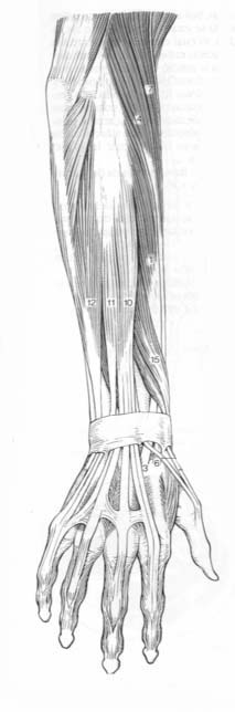 Musculatura del avantbraç
