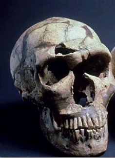 Hommo (Homo) Sapiens Neanderthalensis