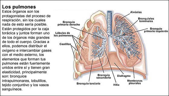 Órganos del cuerpo humano