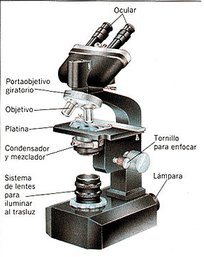 Microscopi òptic # Microscopio óptico