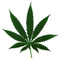 Marihuana (Cannabis)