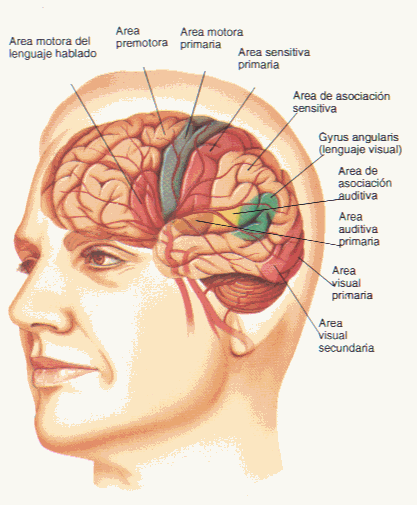 Sistema nervioso central y periférico