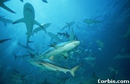 Etología de los tiburones