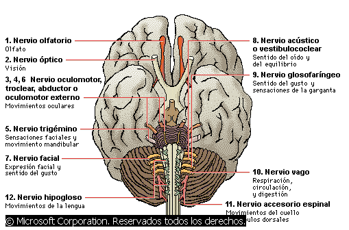 Sistema nervioso y células nerviosas