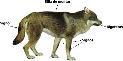 Encuentra aquí información de Lobo para tu escuela ¡Entra ya! | Rincón del  Vago