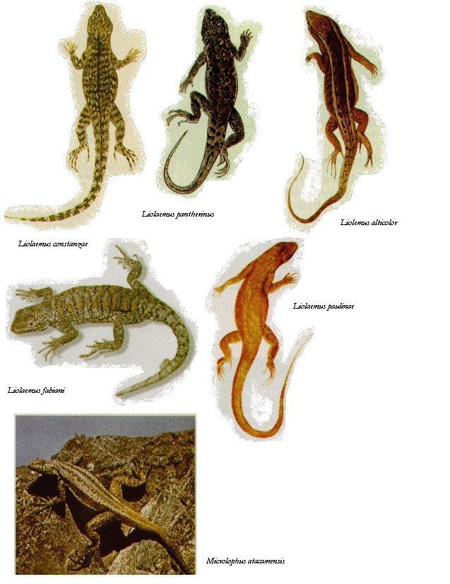 Reptiles chilenos