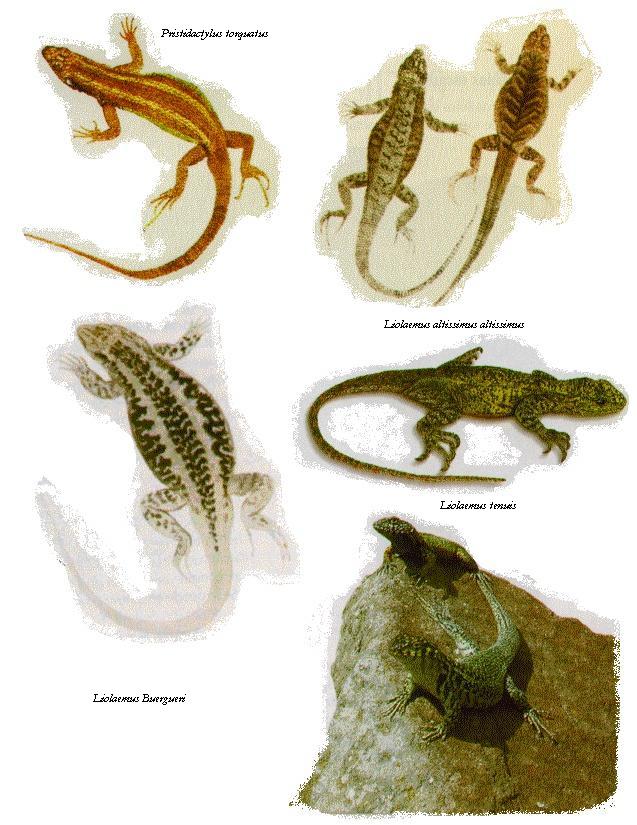 Reptiles chilenos