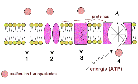 Membrana celular